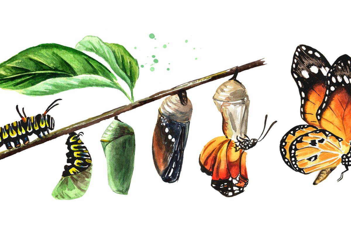 Butterfly metamorphosis development stages, caterpillar larva, pupa, adult insect set. Hand drawn watercolor illustration, isolated on white background
